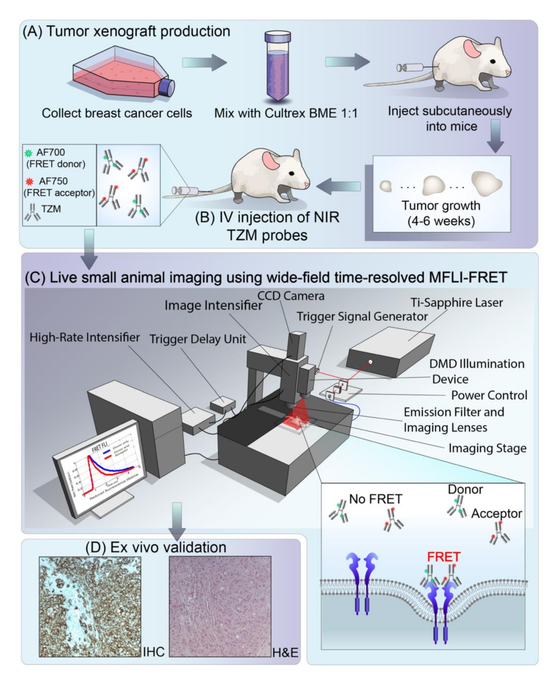 Tumor Xenographic production